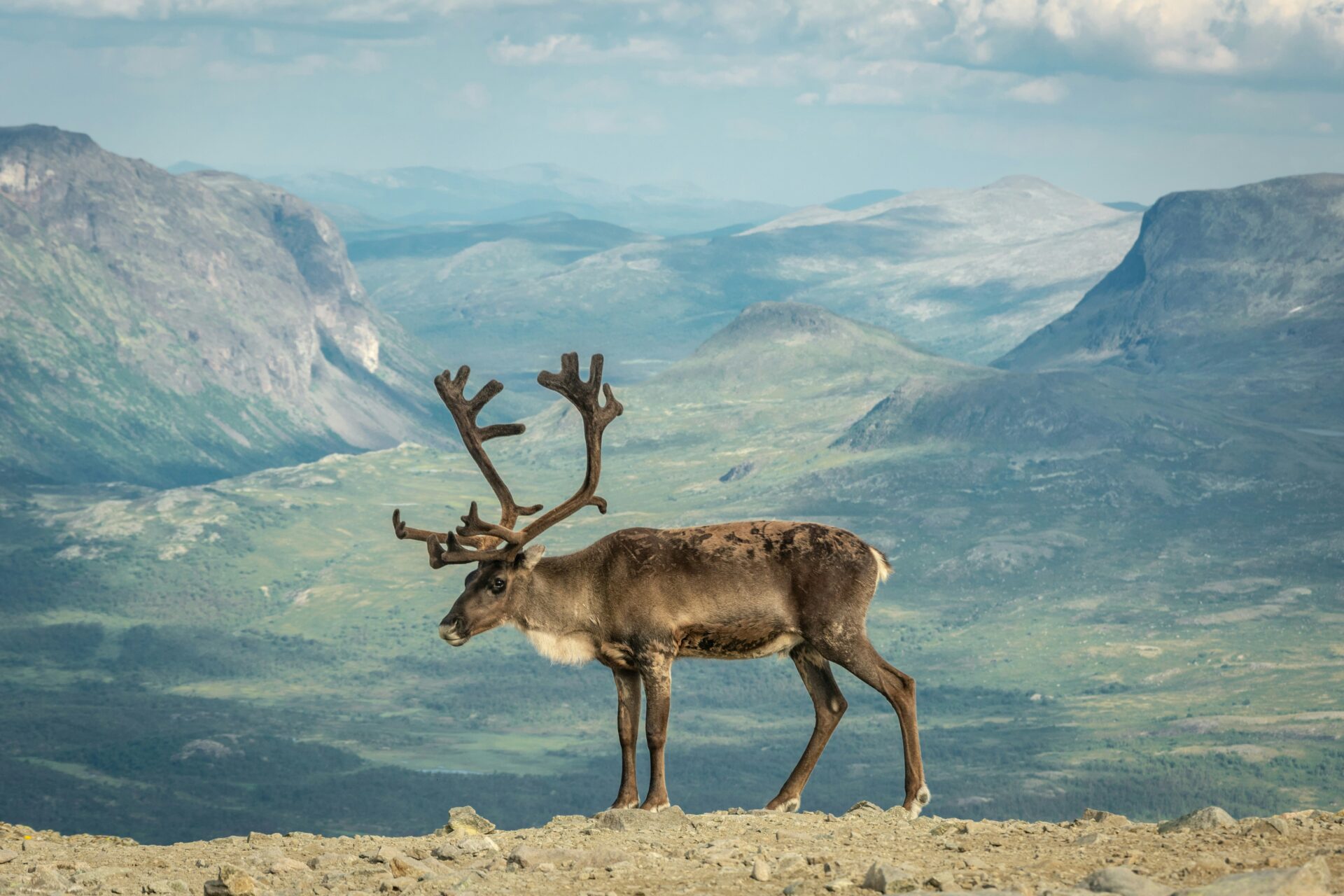 reindeer sebastien-goldberg-1r6rwX1FUdc-unsplash