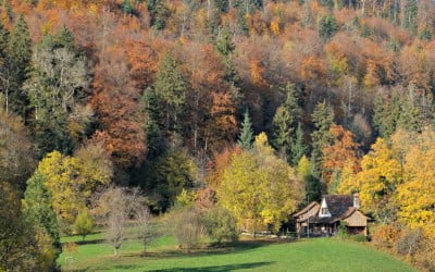 10 Ways to Rewild at Home