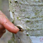 It’s Time to Harvest Birch Sap! Taste This Heavenly Drink!