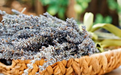 Sun Protection for Your Skin from DIY Plant-based Products