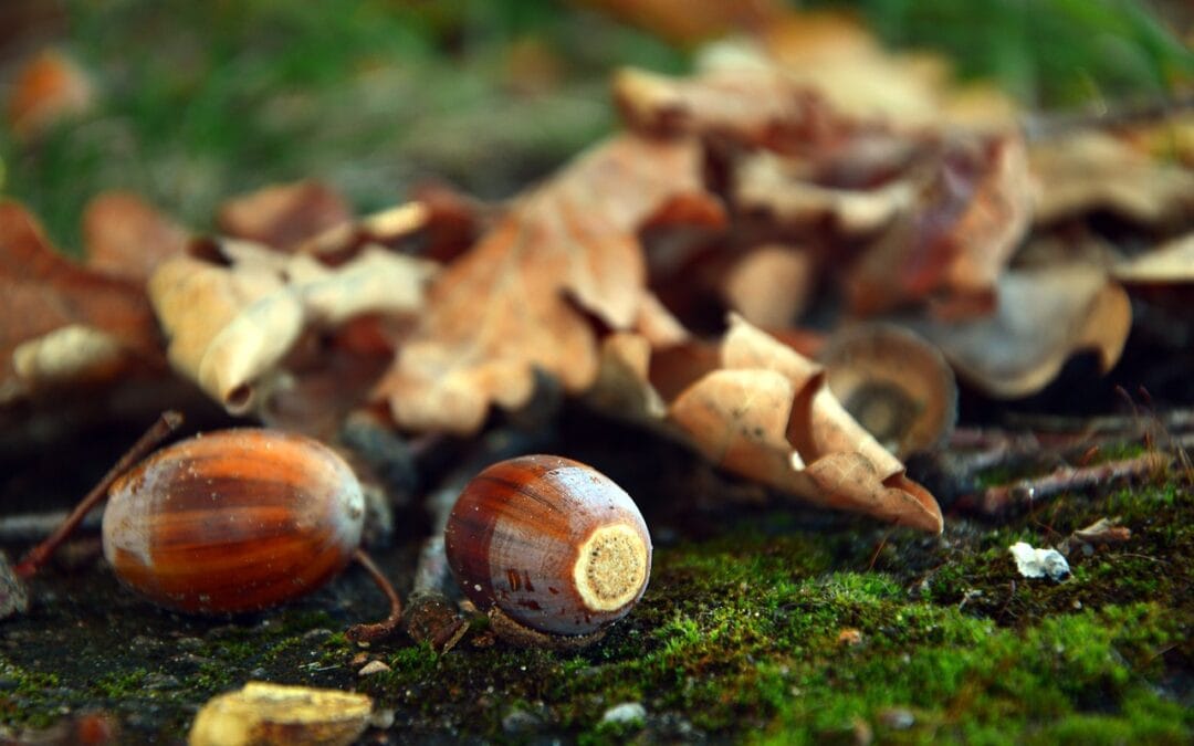Hoe maak je eikelkoffie